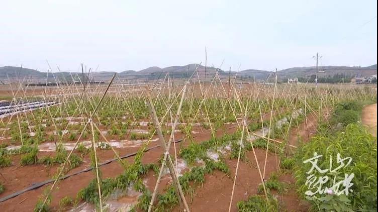 开元游戏大厅app·(中国集团)官方网站